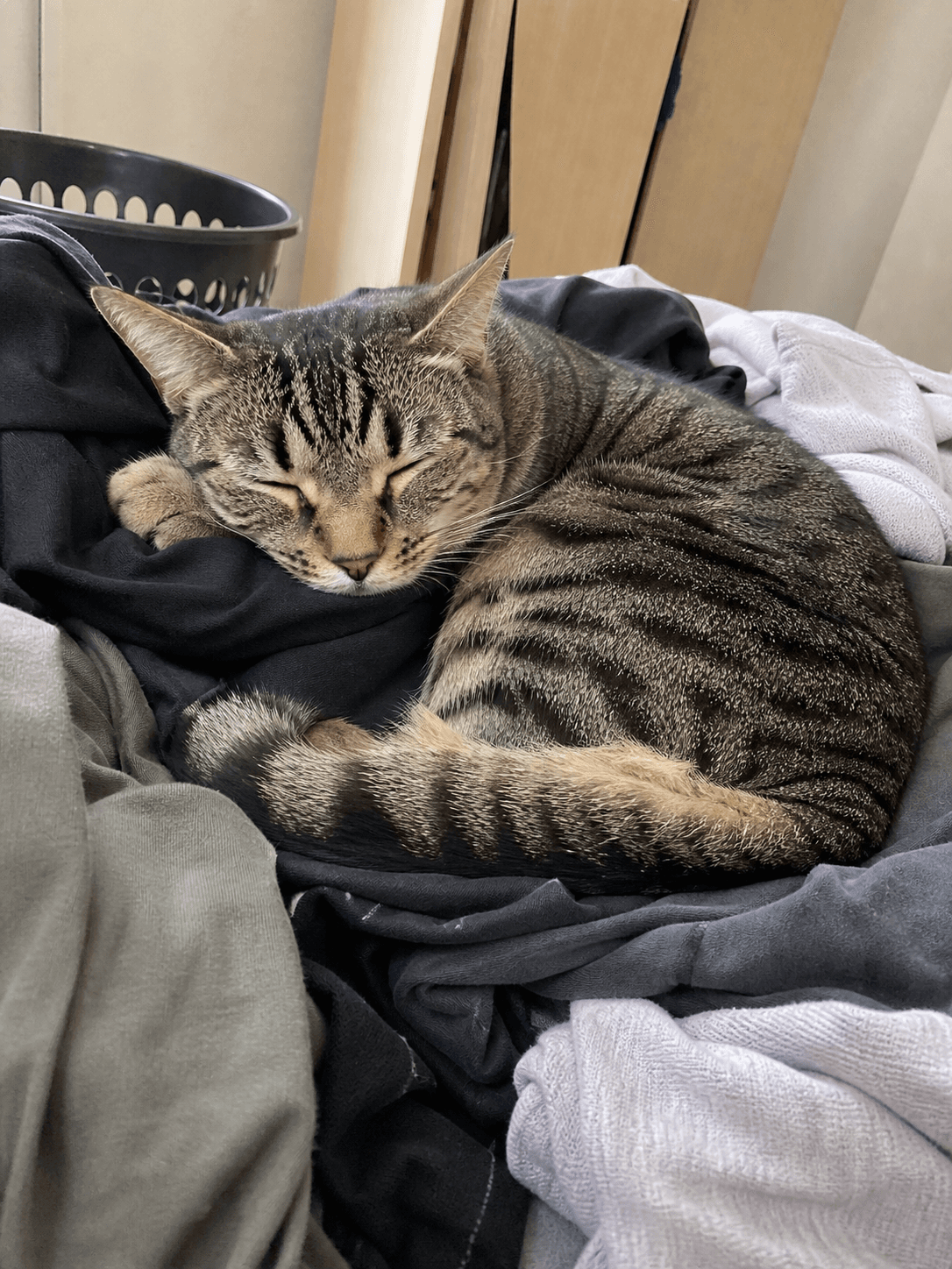 anjir sambal lucu banget tidur di tumpukan laundry anget gini. gemes gak nahan �