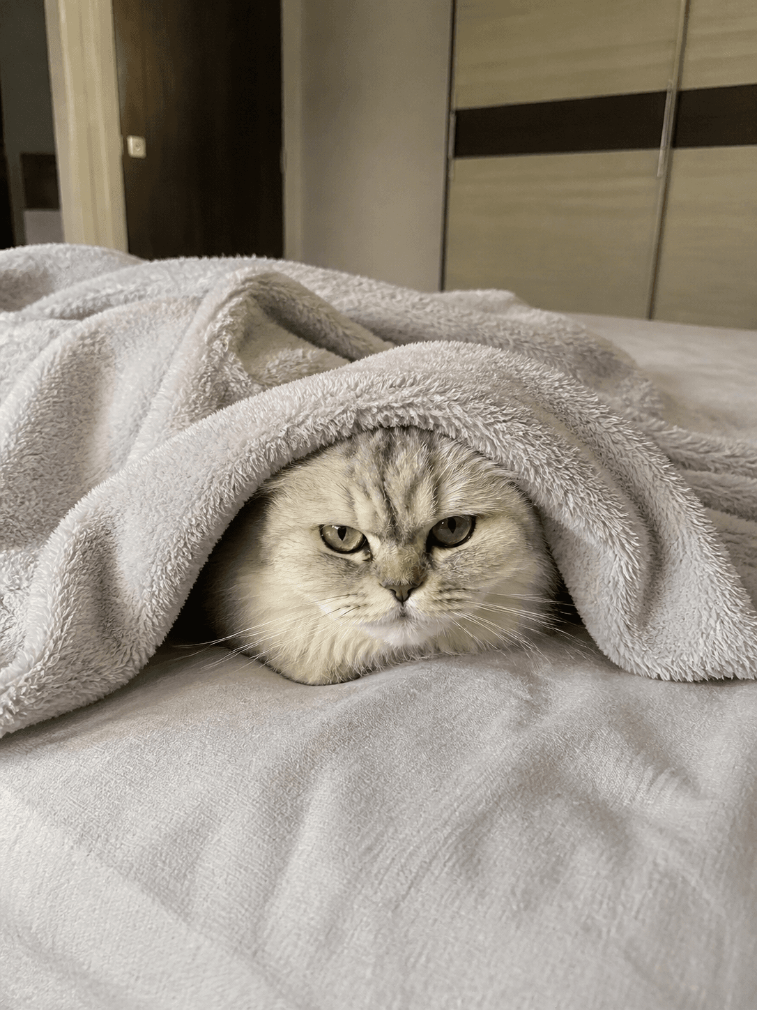 anjir salju lucu banget kek gumpalan kapas 😭 gemes gak nahan pengen gigit!