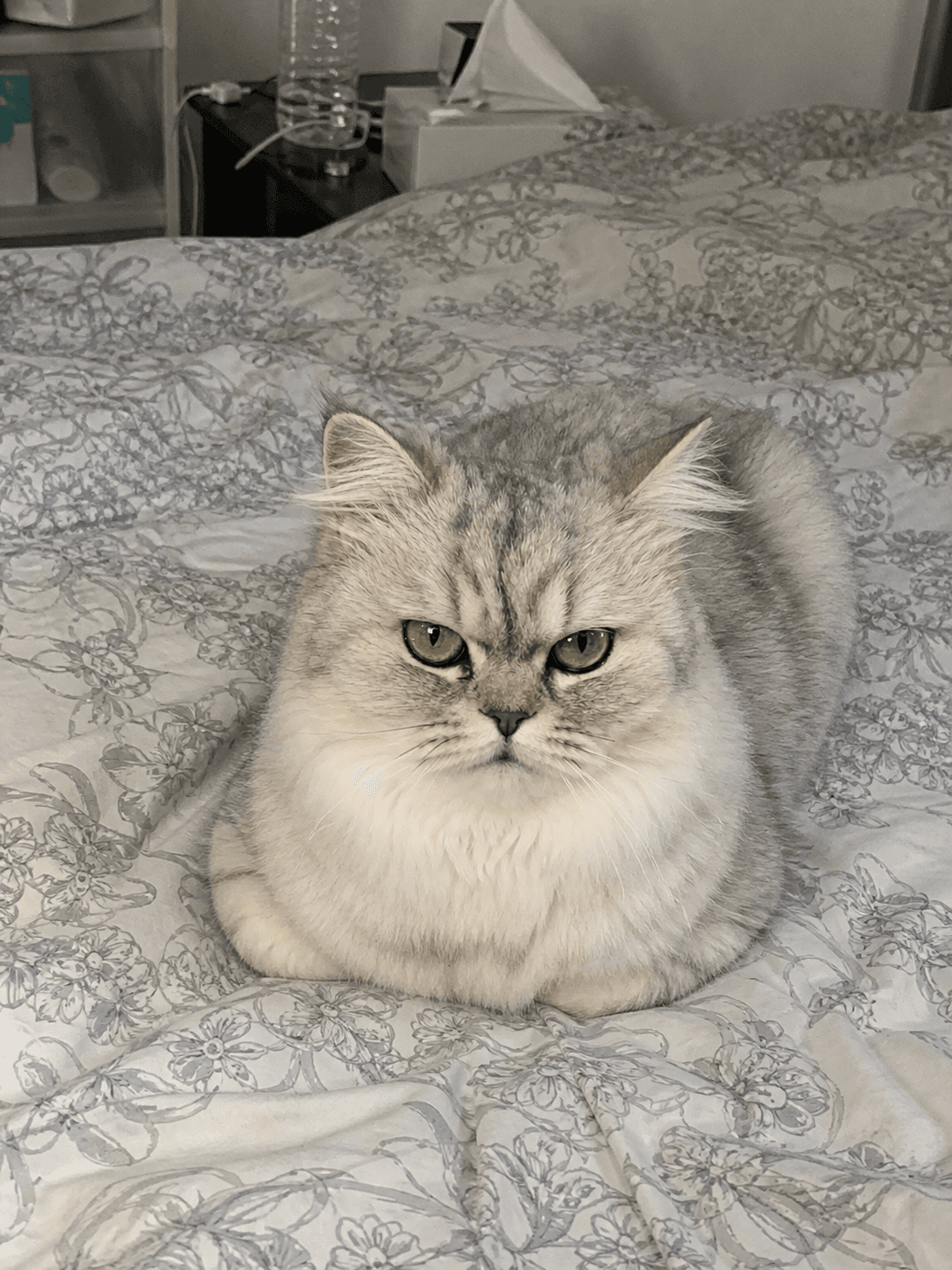 anjir salju loafing di kasur lucu banget gak nahan 😭 gemes bgt pengen uyel-uyel