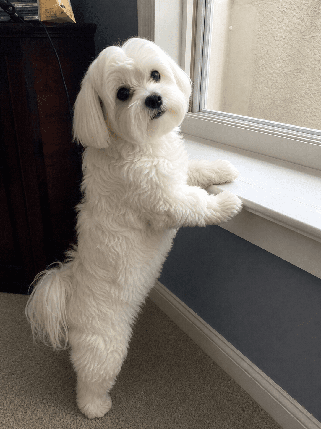 waffle on neighbourhood watch duties, confirm got smth to bark at sia 🤣