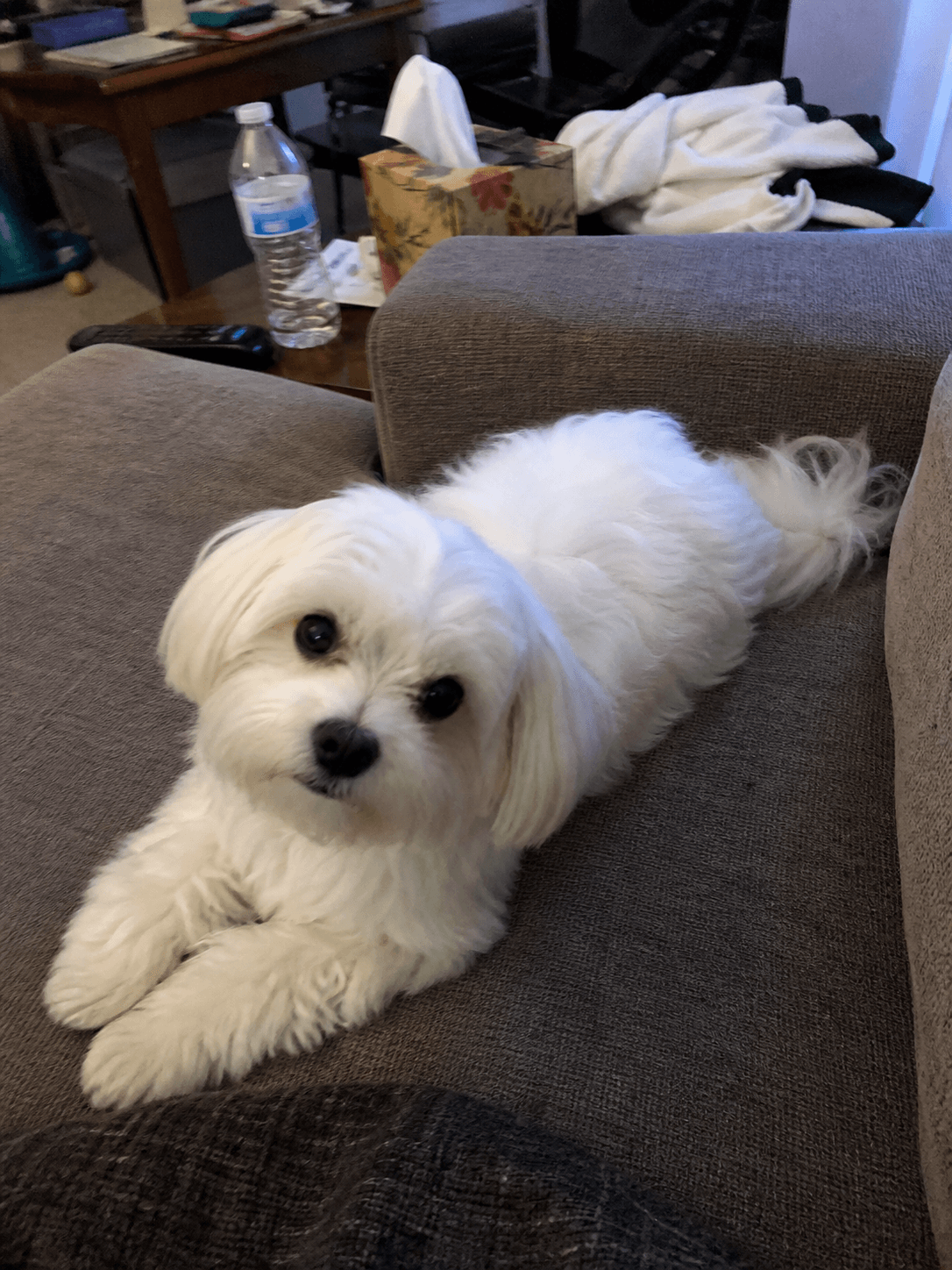 waffle got the whole sofa to herself sia 🙄 confirm shiok life ✨