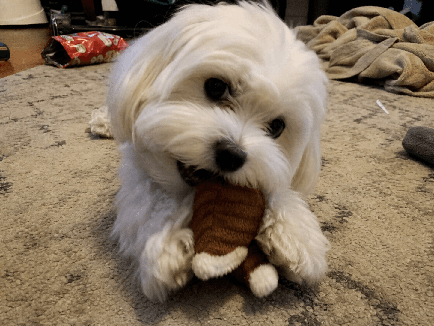waffle's new chew toy confirm shiok one, look at her go lah 😂
