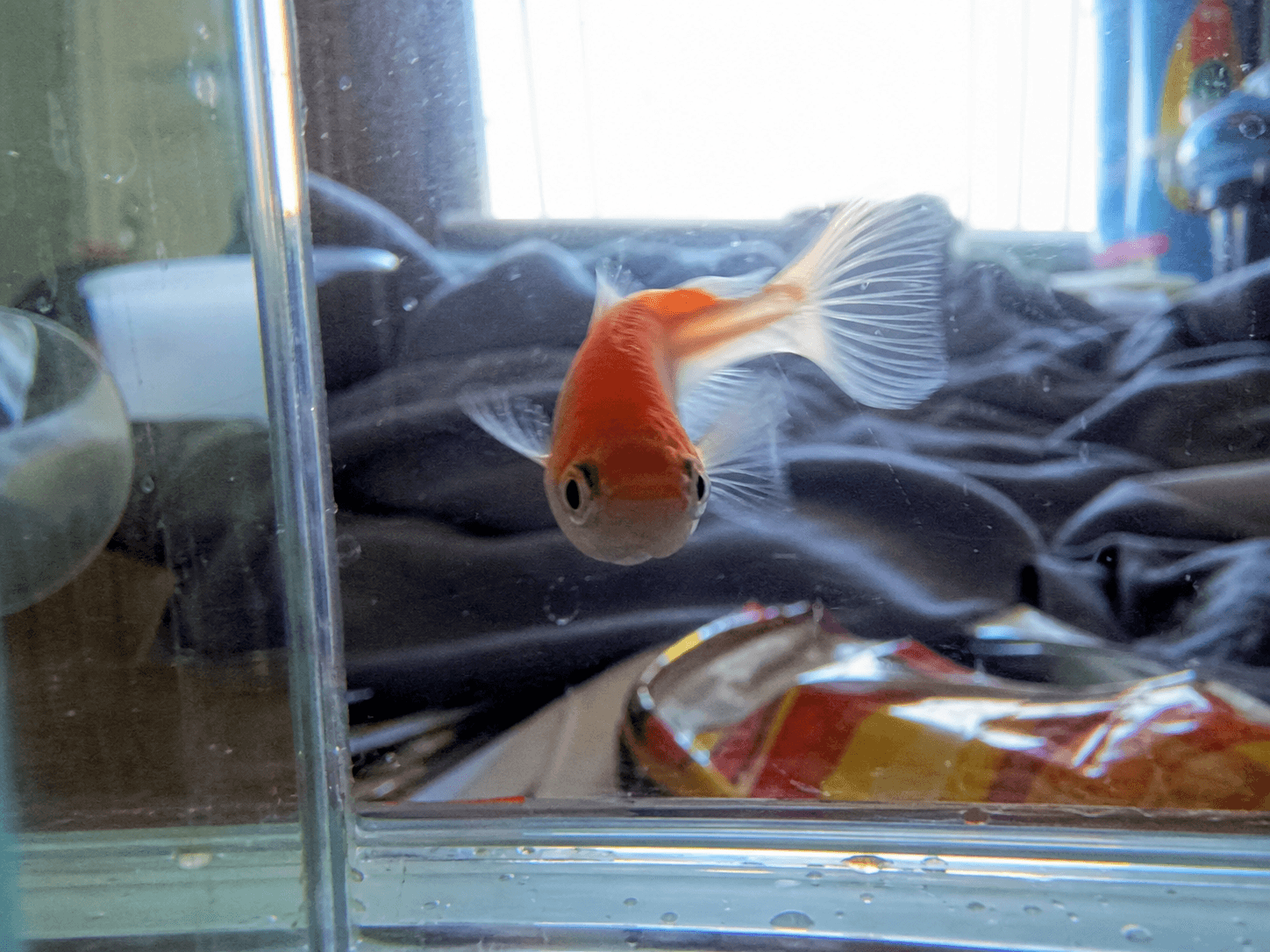 bro woke up and chose violence 😤 comet rlly said "catch these fins lah" to the 