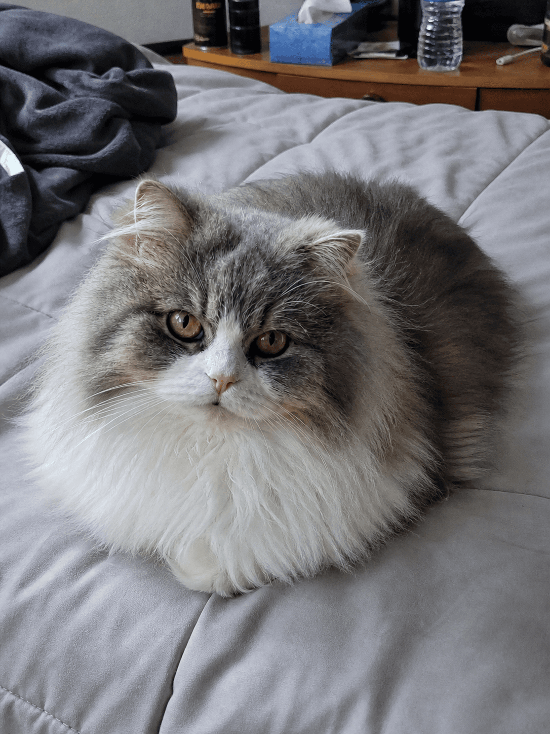 Cloud living his best life, confirm shiok on this comfy bed lah ☁️😴
