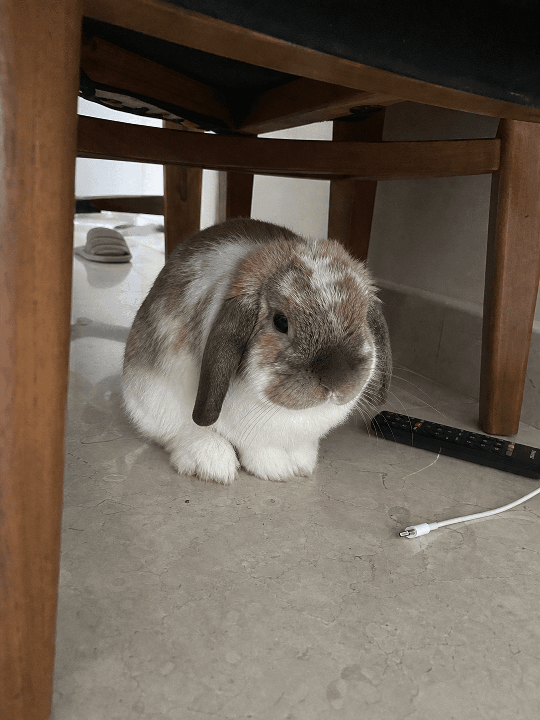 anjir gemes bgt klepon ngumpet di kolong kursi 😭 lucu banget gak nahan!