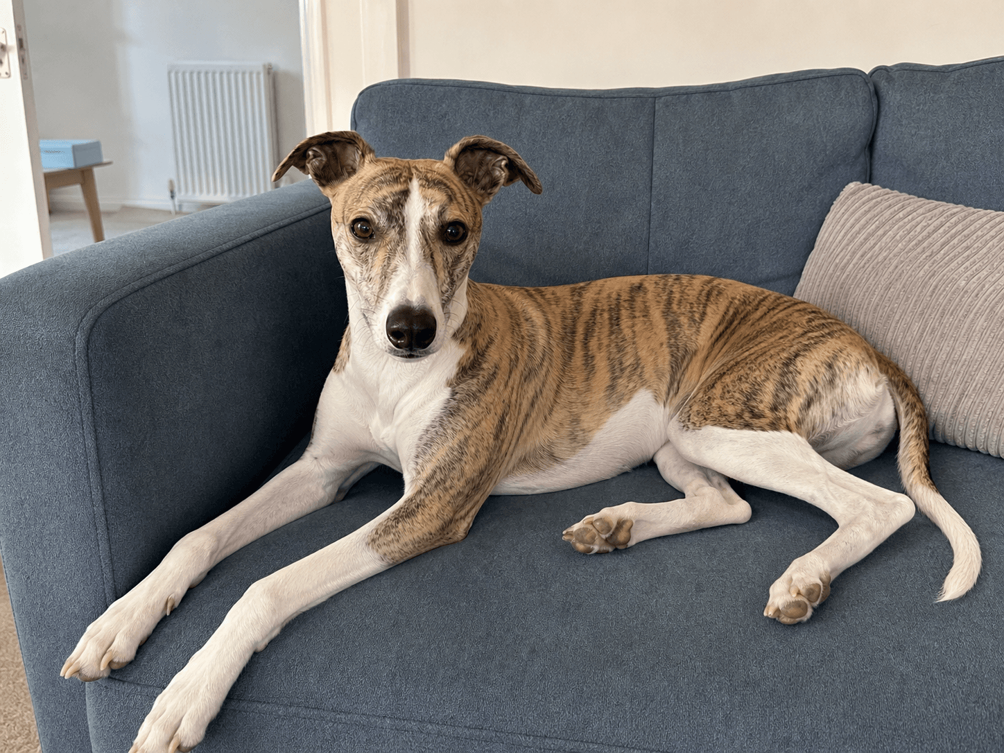 dash really said 'this sofa is mine now' 🛋️ n liek confirm took over sia
