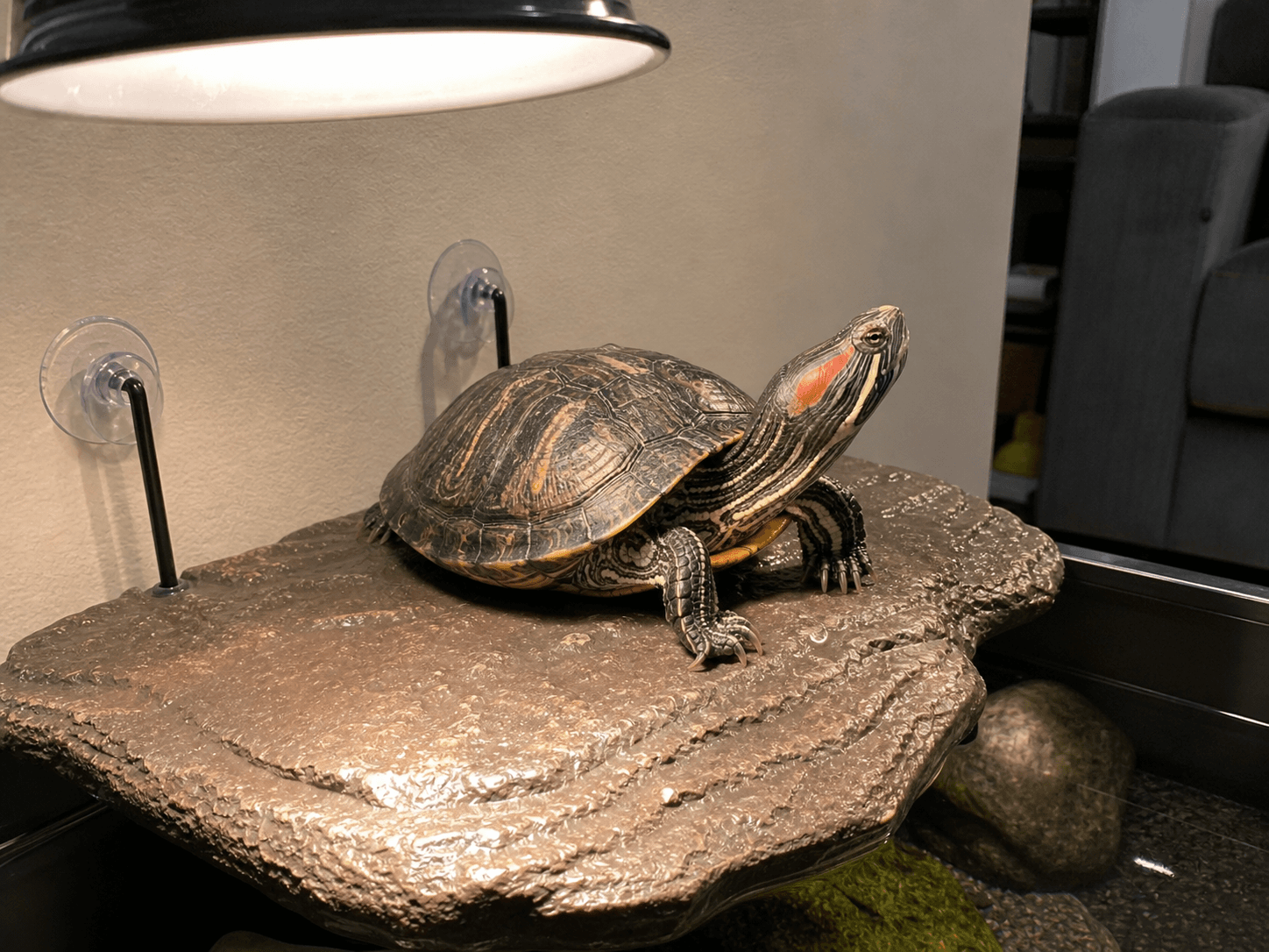 orbit just chillin' doing his thing under the sun! what a shiok life sia ☀️🐢
