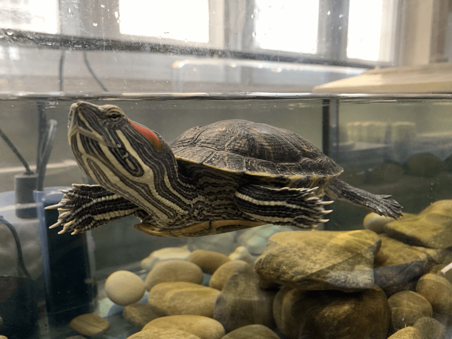 orbit just vibing in his lil aquarium, living his best life for sure lah 🐢✨
