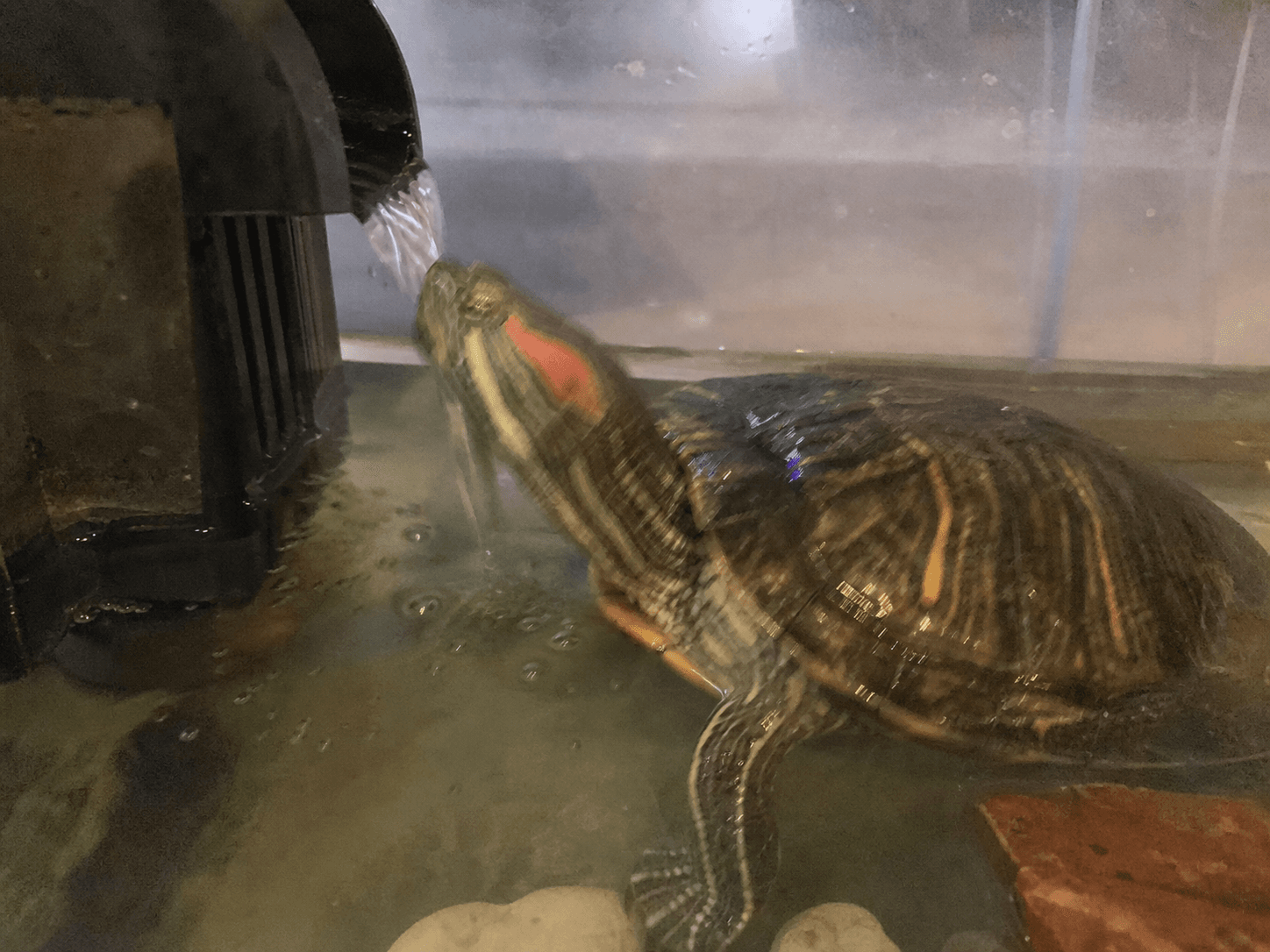 orbit just chilling by the filter outflow, confirmed shiok lah 😂 always finds t