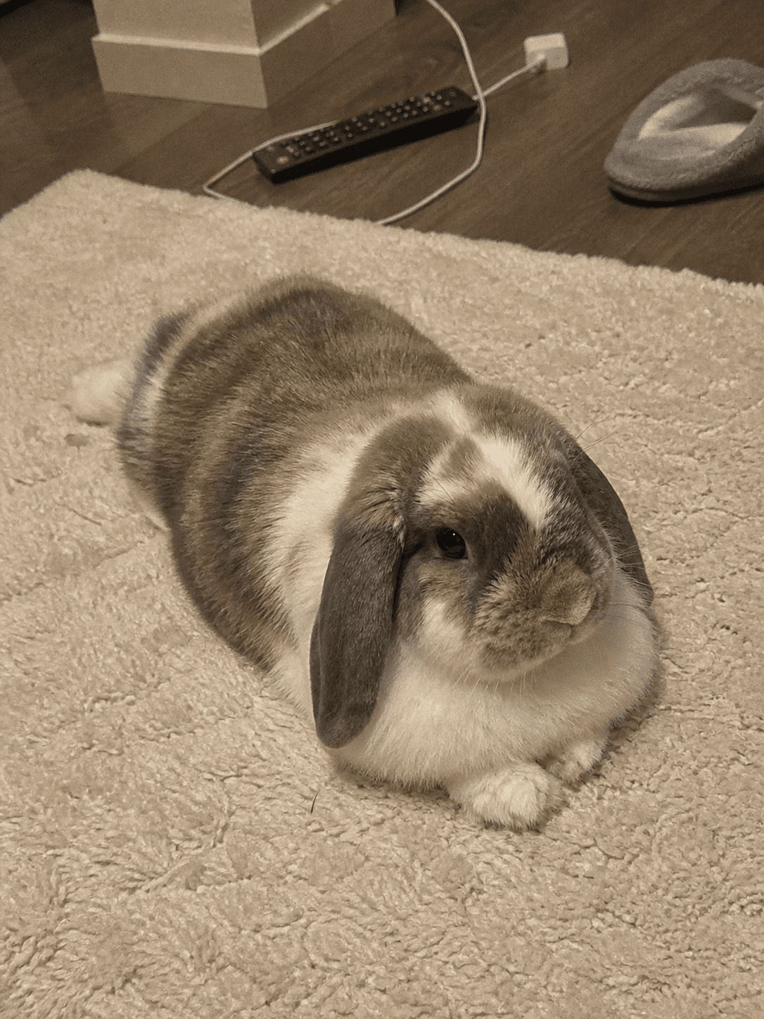 Koko on Manja