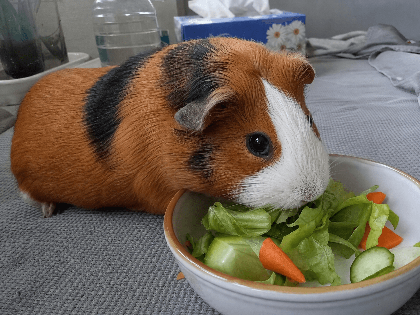 putu confirming his status as professional eater, look at him go lah 🥬😋