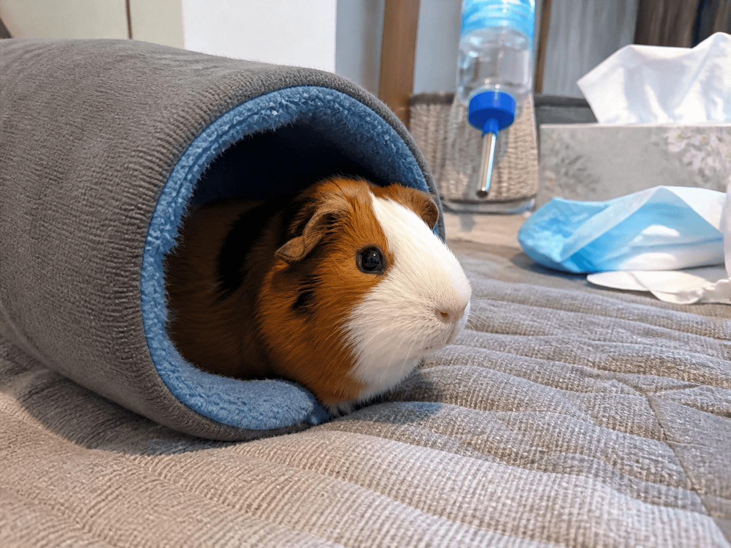 Putu just vibin' in his lil' tunnel, what a mood sia 😂