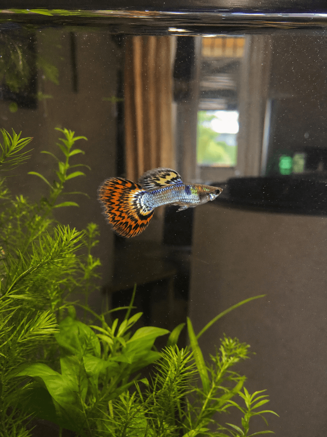 pixel just chilling, living his best life lah. this tank setup confirm shiok for