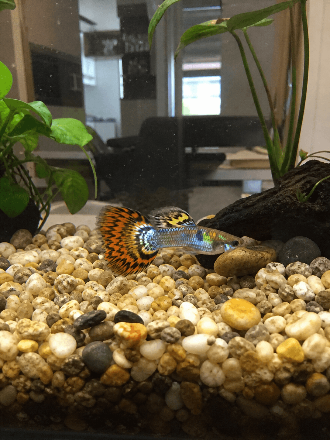 pixel just chilling at the bottom like it's his private jet 💅🐟