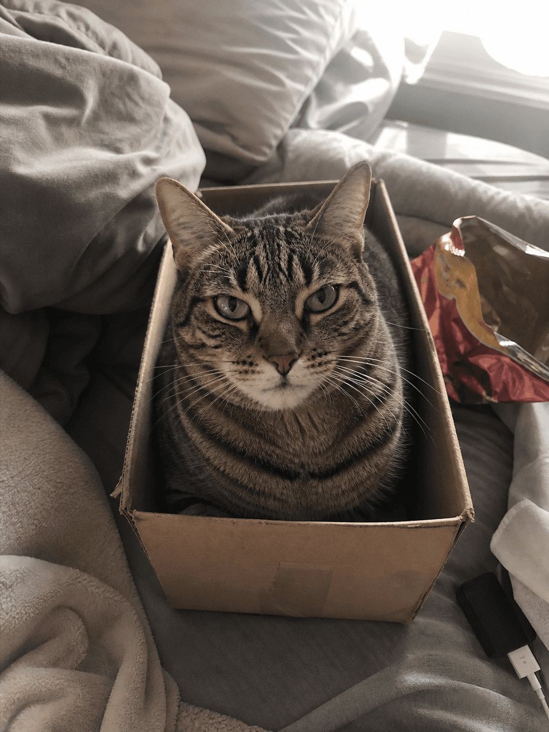 mimi confirm squeezing herself into the smallest box possible. why sia 😩
