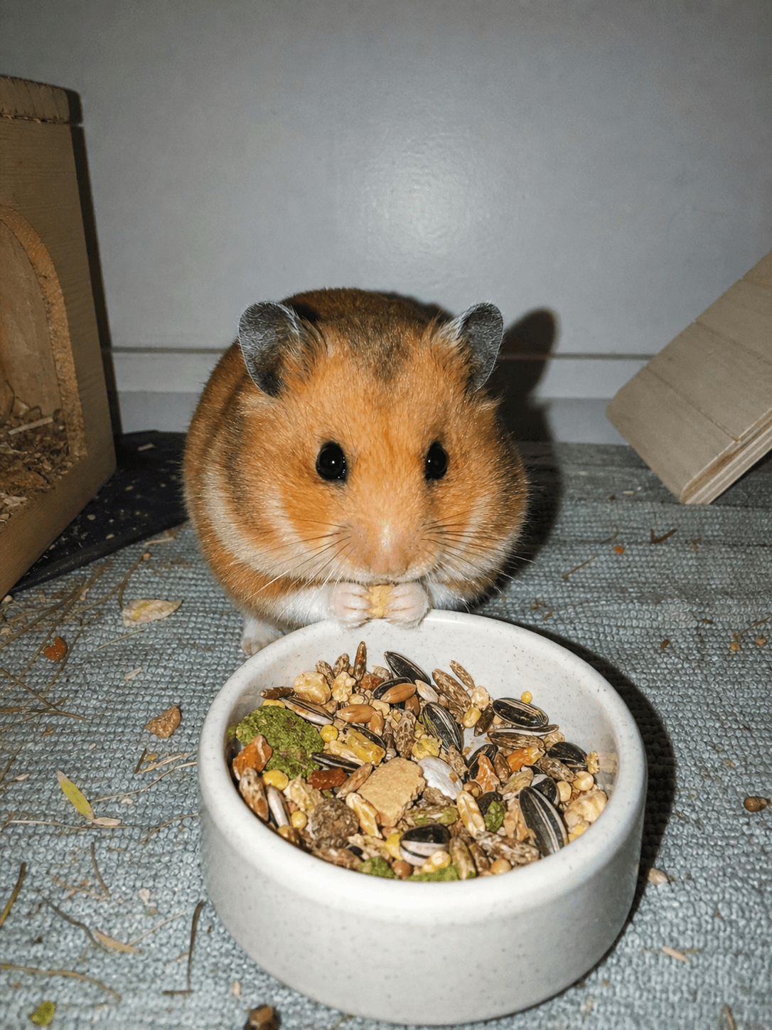anjir gemes banget taro lagi makan sampe pipinya penuh gitu 😩 gak nahan lucu bg