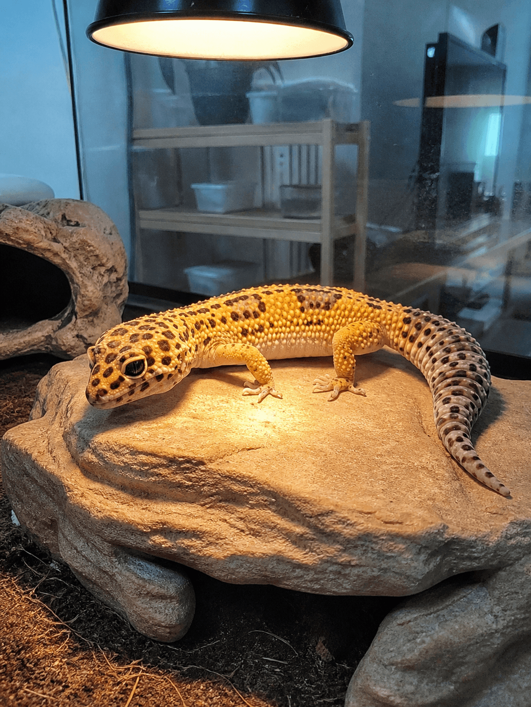 anjir bumi lucu banget lagi basking 😭 gemes gak sih, mana matanya merem-merem g