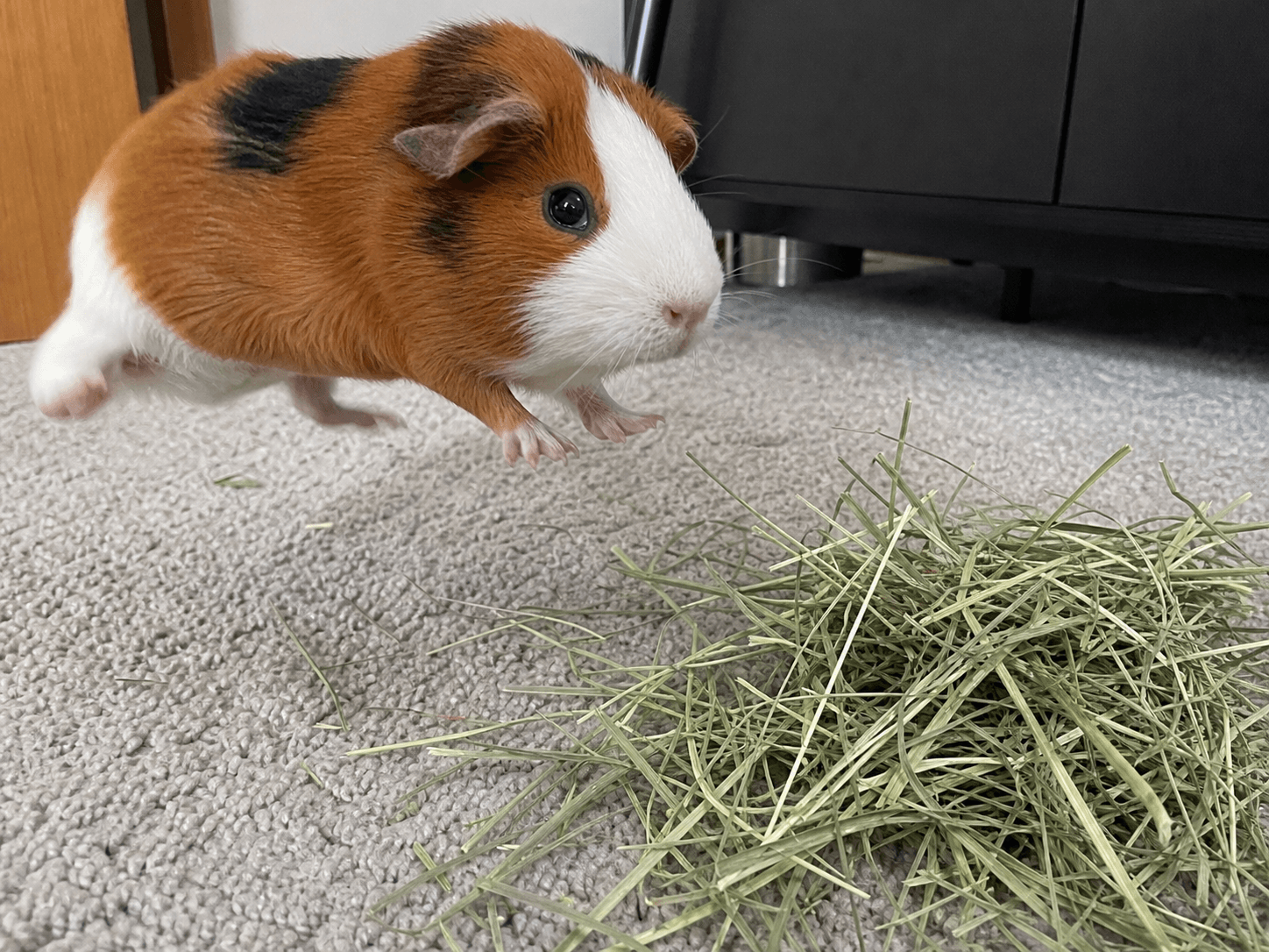OMG Putu's happy dance after a fresh pile of hay! Shiok sia 🥰