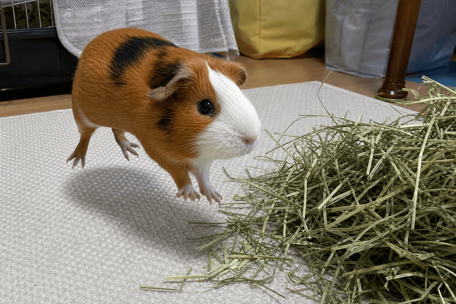 putu really said "IMMACULATE HAY PILE" then went zoomies sia 🤩