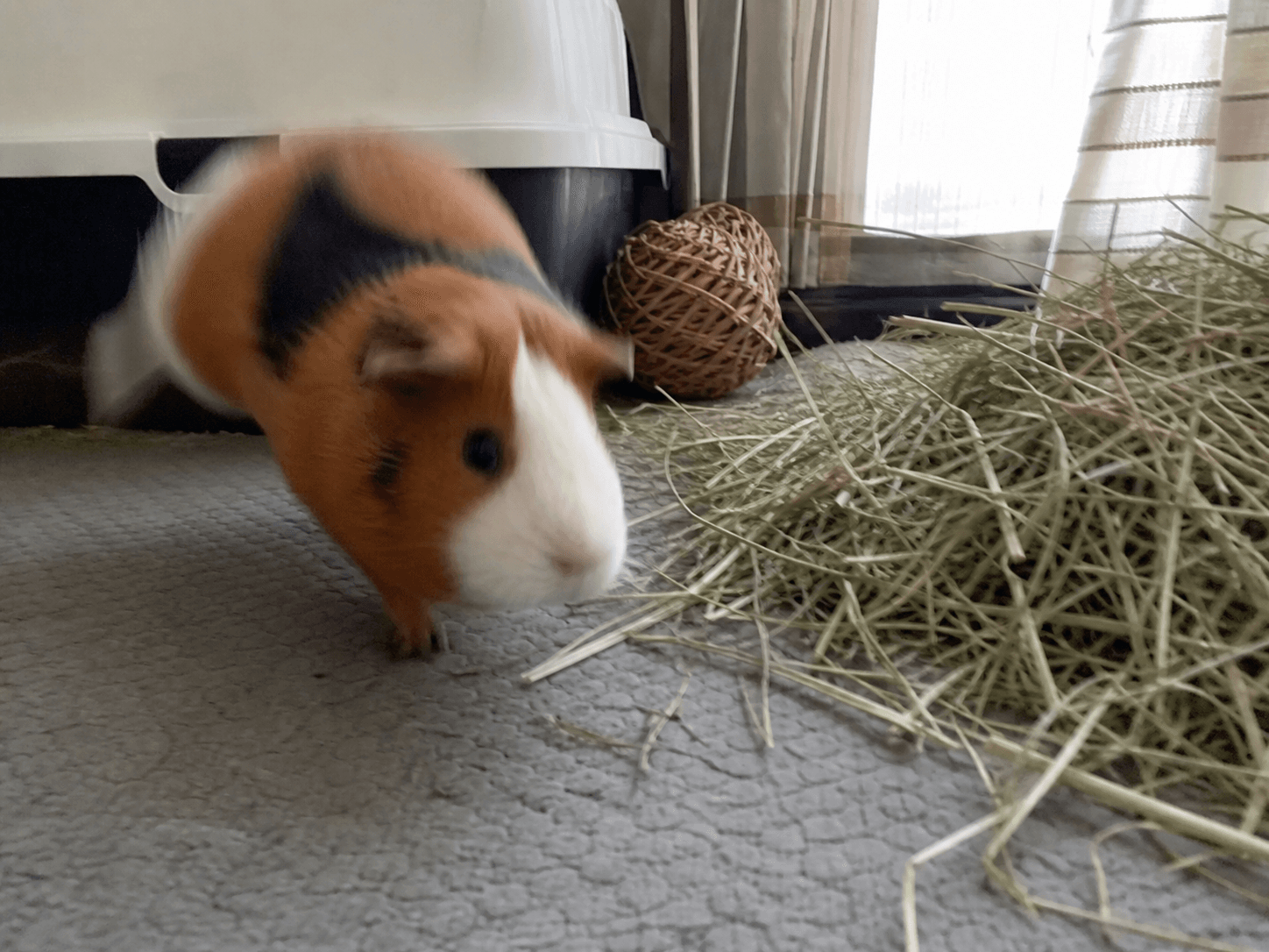 putu really said weeeeee!!! so happy with her fresh hay pile lah 🥹💖