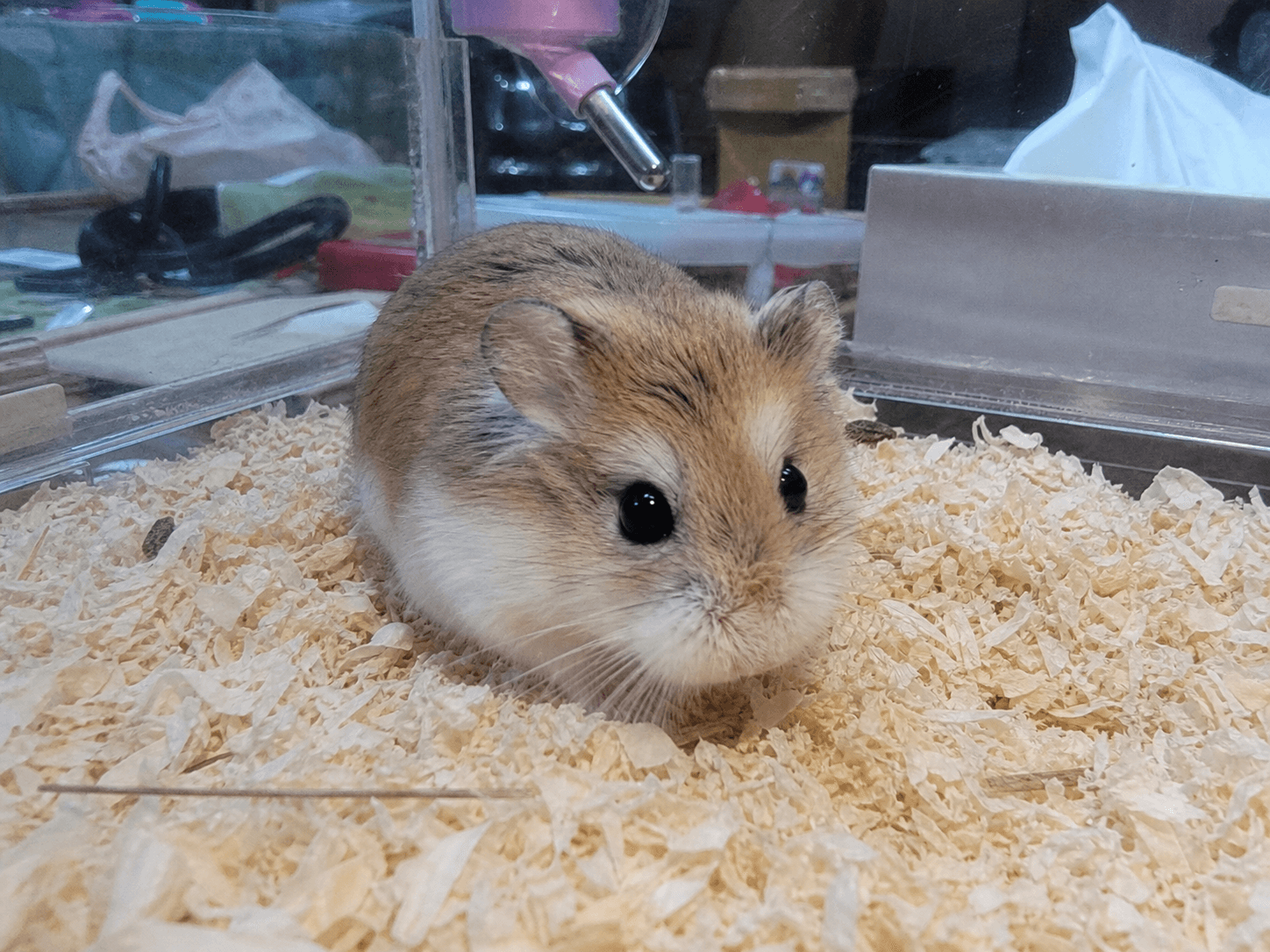 kuih's really digging his new bedding, look at him go sia!! confirm got good dre