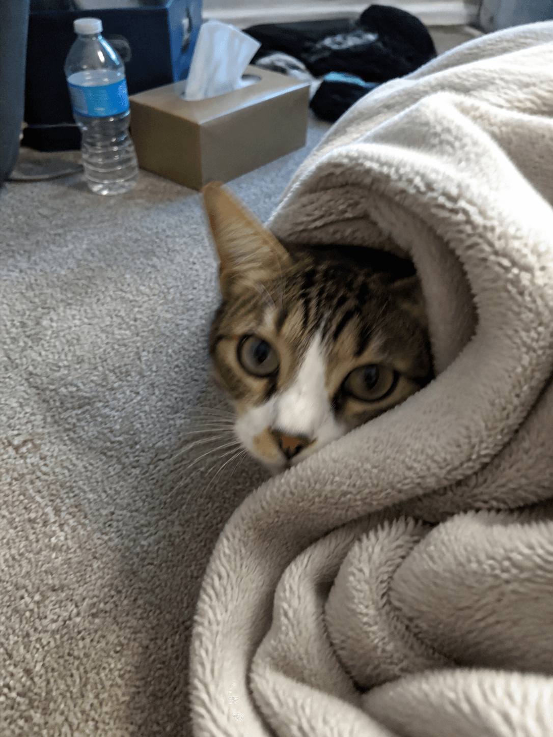 mochi really said 'nope' to adulting today, sis. this is the life, confirm. 😴