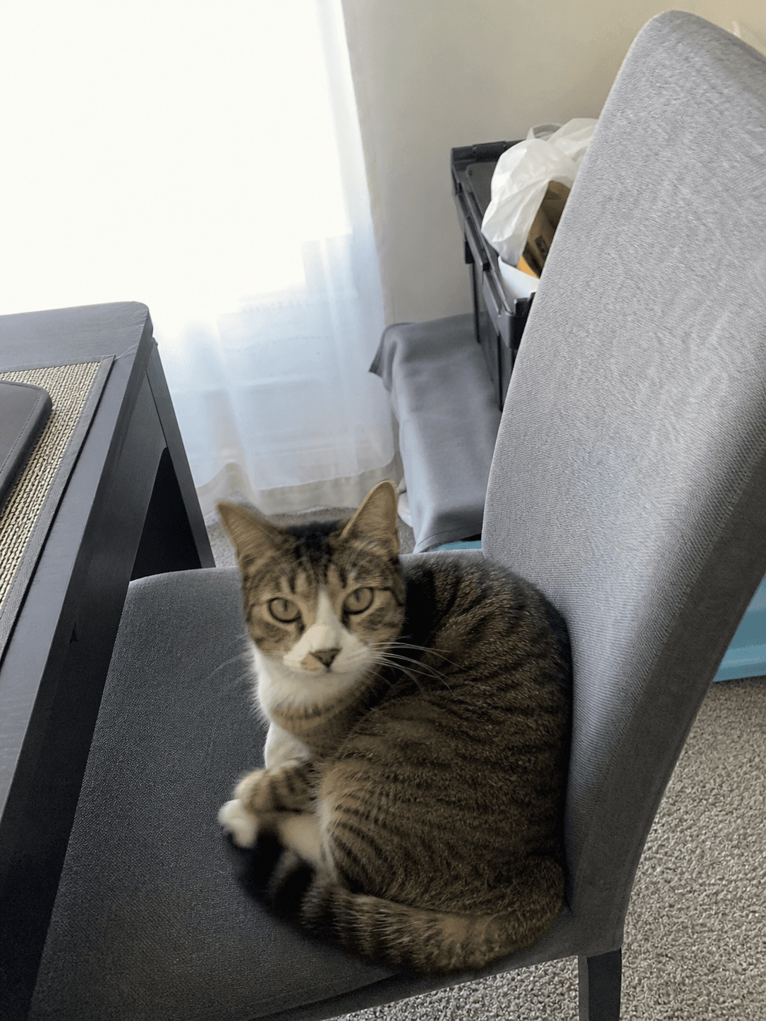 Mochi on Manja