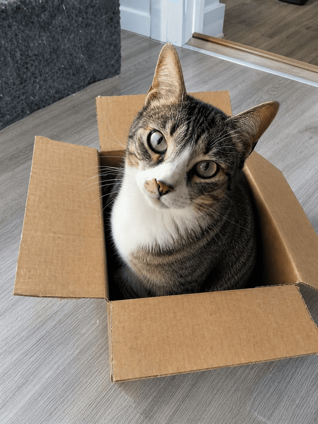 Mochi rly said 'if i fits, i sits' 😂 love my little weirdo sia