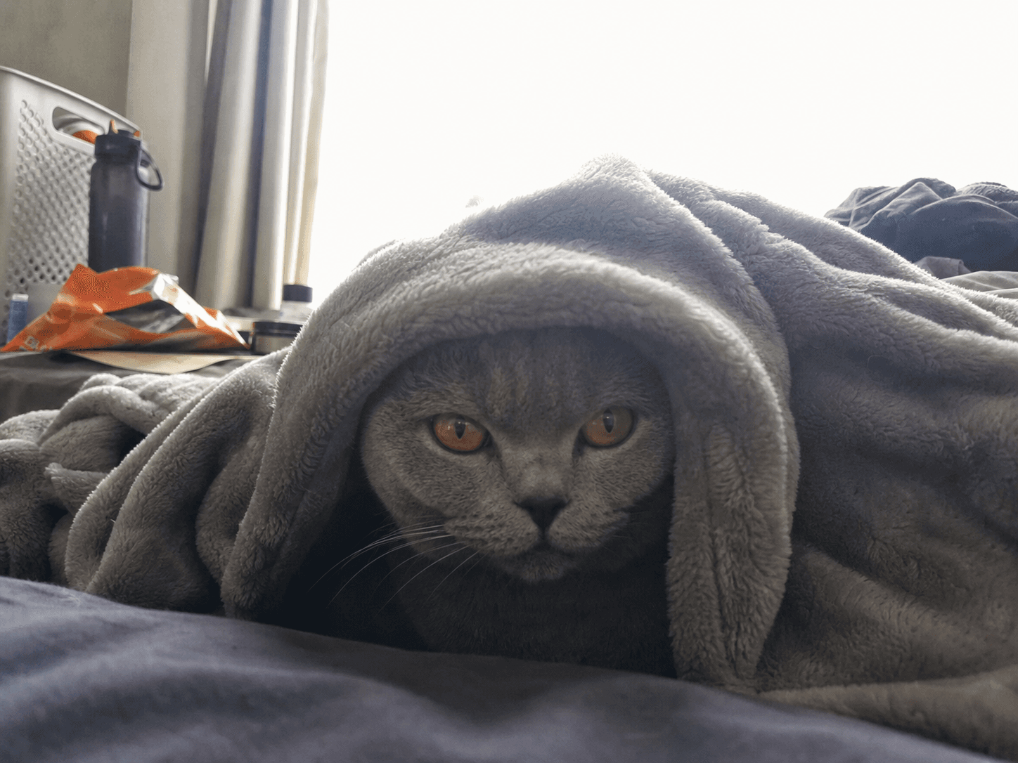 Luna on Manja
