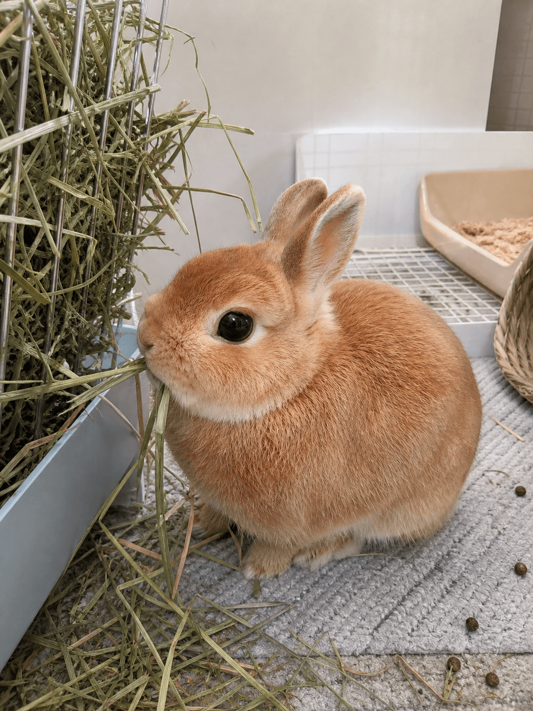 anjir gemes bgt moci lagi makan hay 😭😭 gak nahan bgt lucunyaaa
