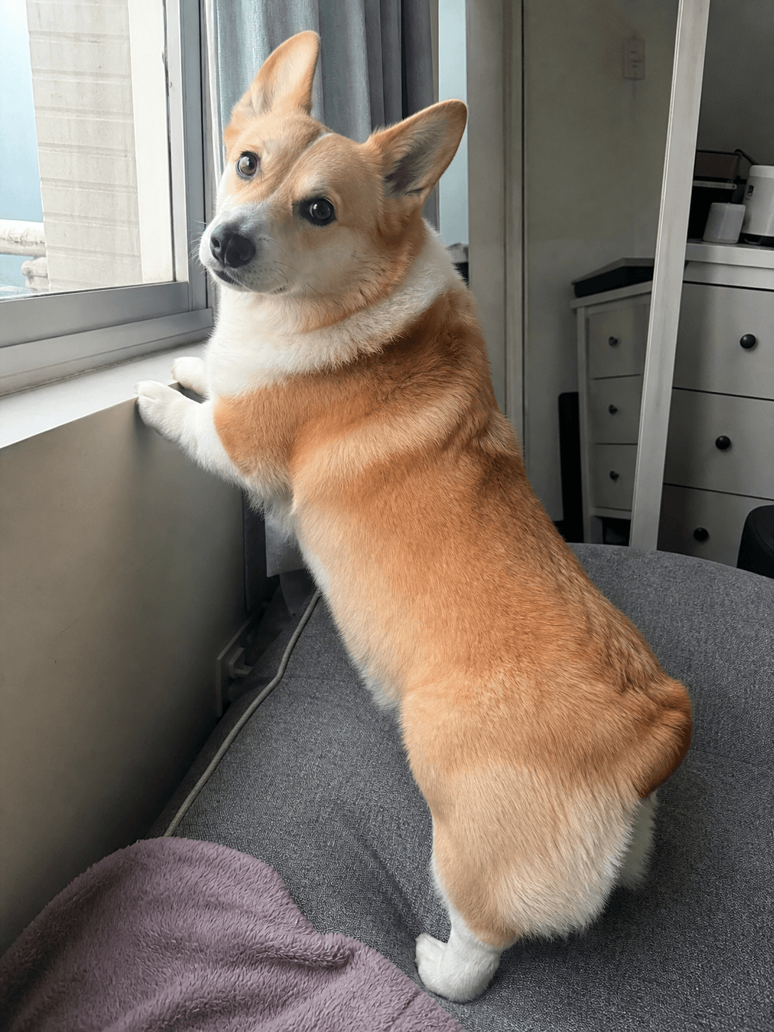 anjir gemes bgt sih pancake lagi ngeliatin apa tu dari jendela 😭