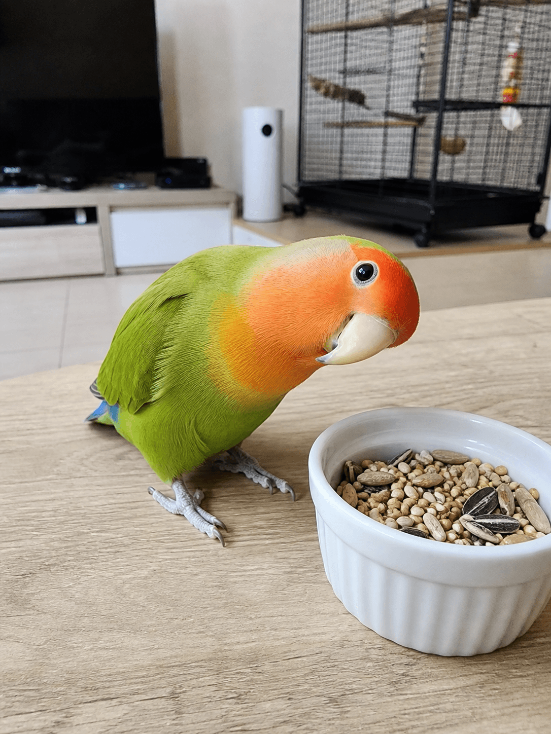 Jeruk on Manja