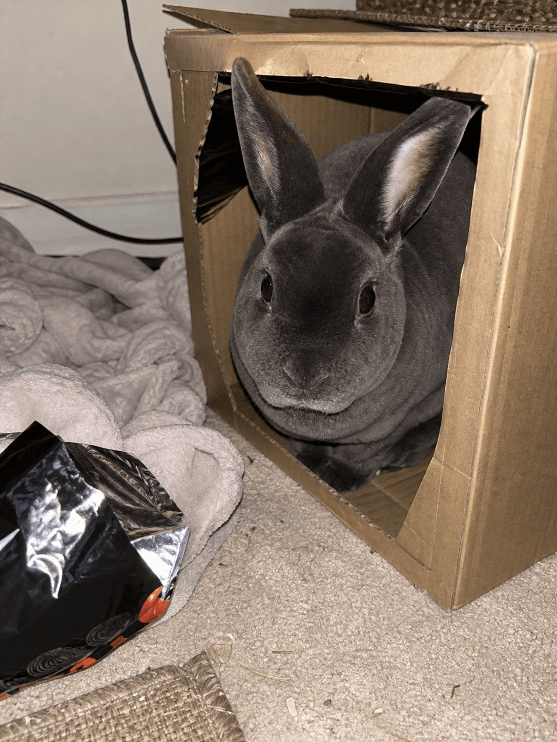 anjir serabi gemes banget, gak nahan! main petak umpet dia di dalem box wkwk 🐰�