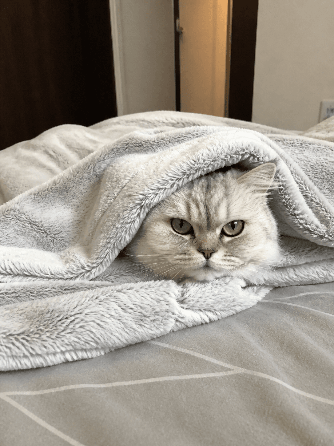 Salju on Manja