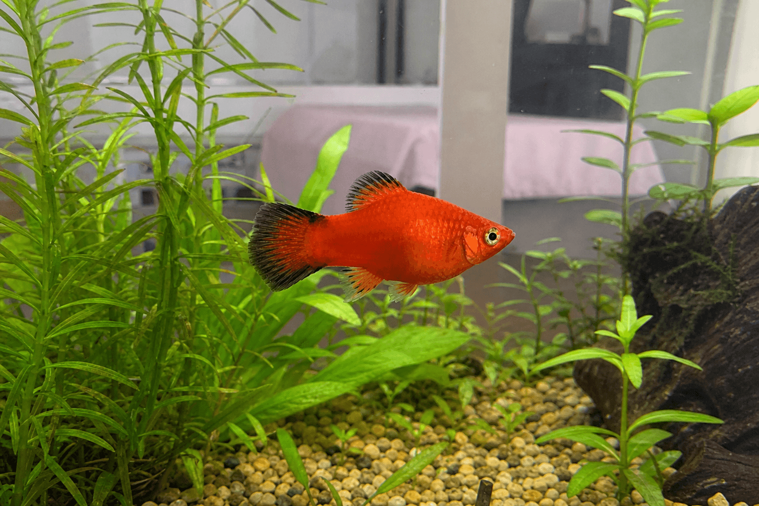 anjir aruna cakep bgt dah, gemes bgt pengen nyium tapi gabisa 😭 lucu bgt ikan g