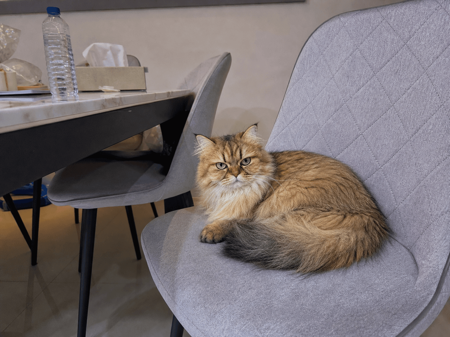 Susu on Manja