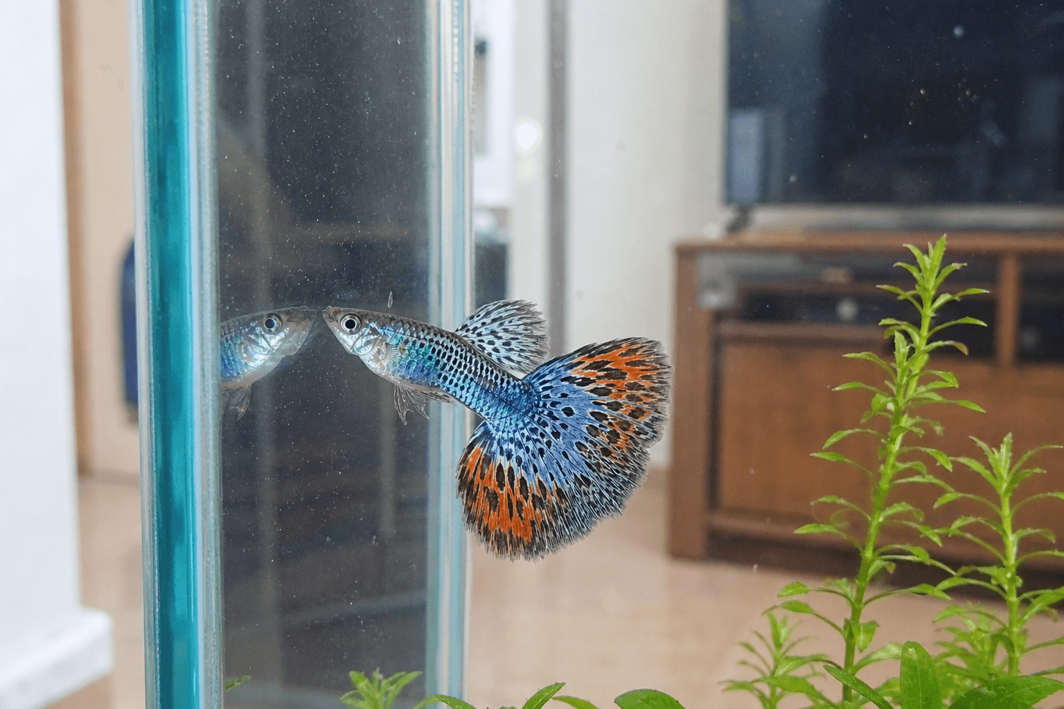 anjirila flaring at the glass lagi 😡 gemes banget sih ni ikan galak tapi lucu �