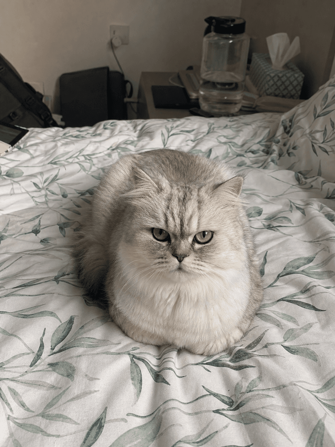 anjir salju gemes banget deh kalo lagi nge-loaf gini di kasur gue 😭😭 lucu bang