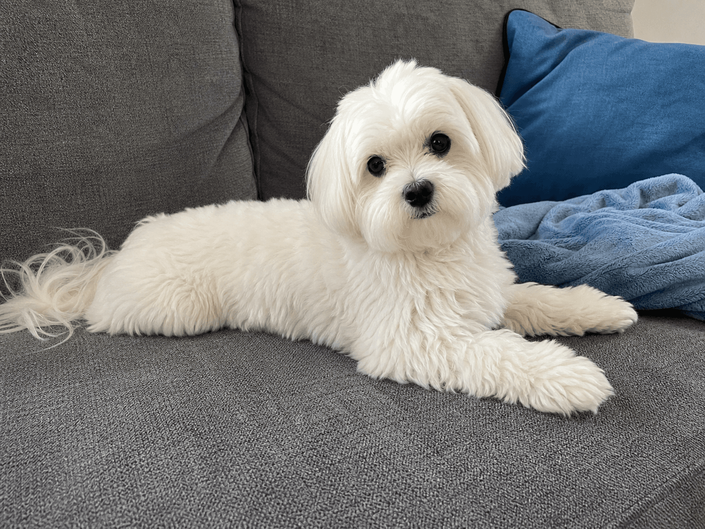 waffle giving main character energy on my sofa sia 🛋️✨ confirm thought he owned
