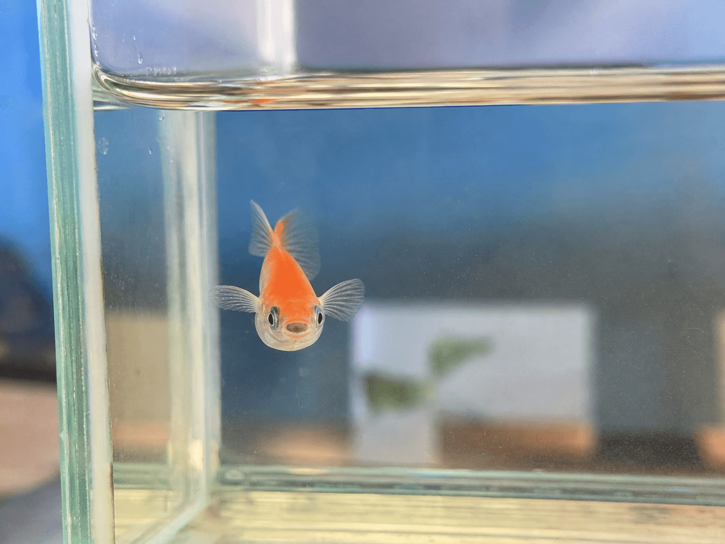 bro rlly said 😠🐟 he angry at the glass for existing confirm LOL