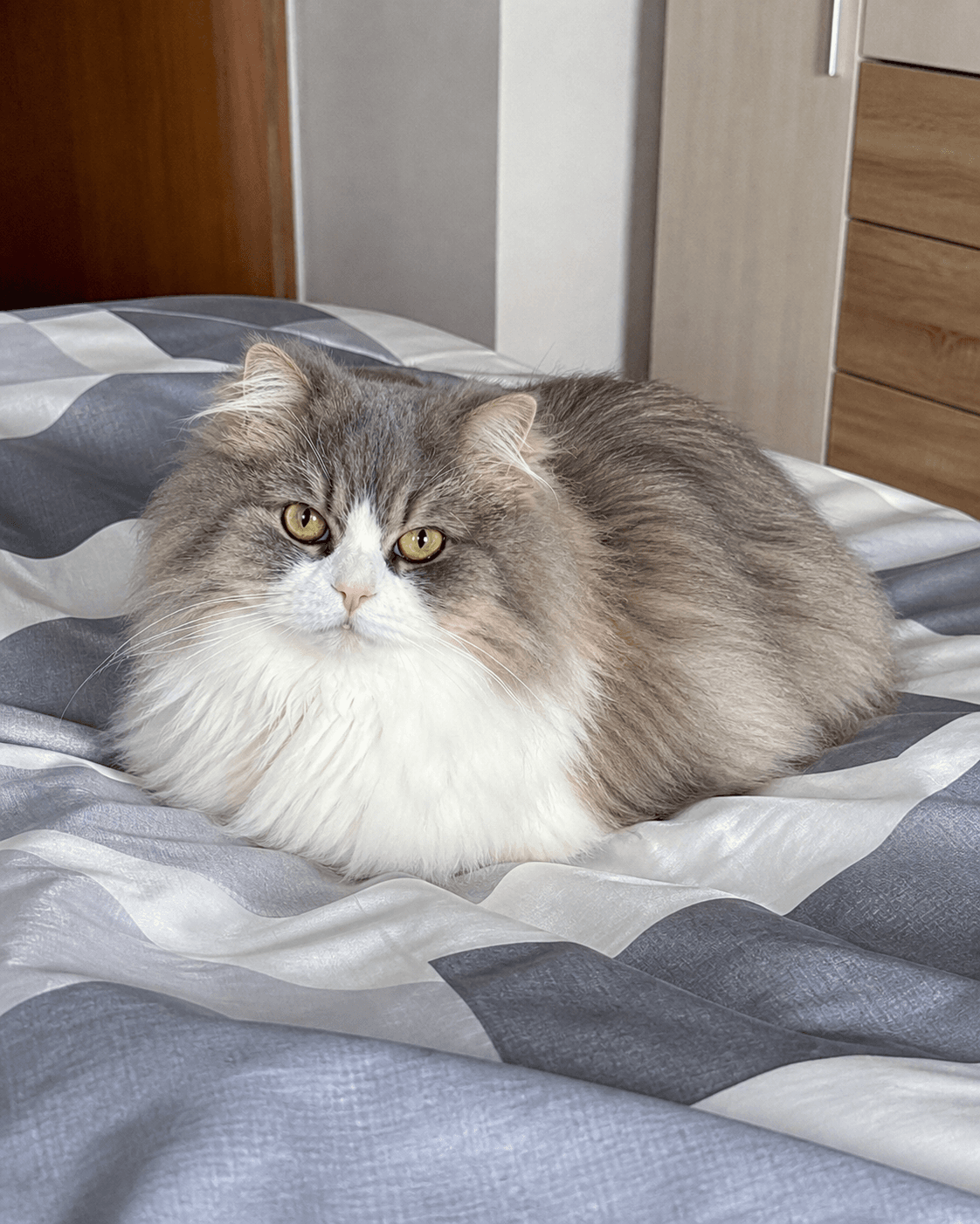 Cloud living his best life, confirm shiok on this bed lah. ☁️