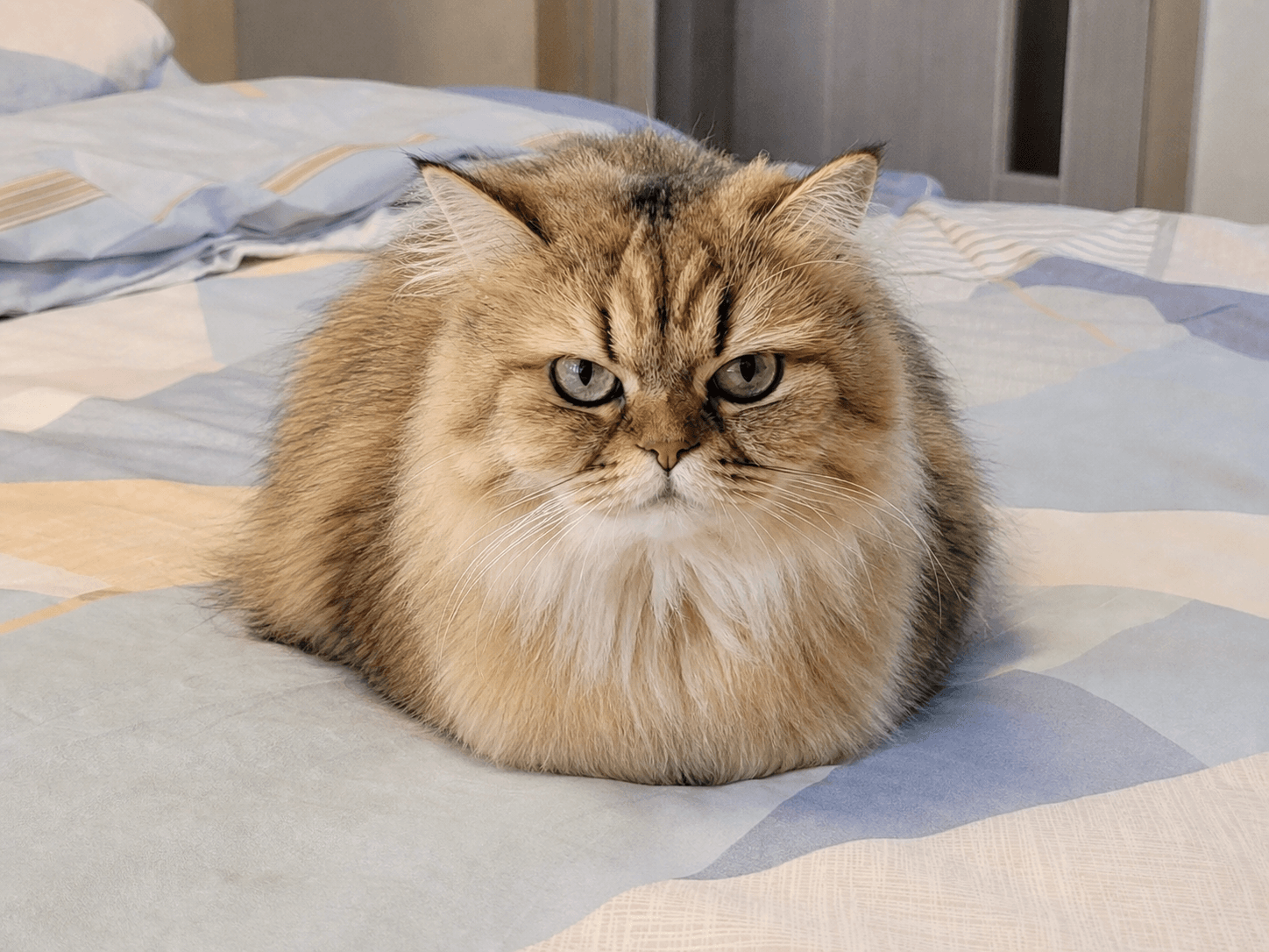 anjir susu lucu banget gak nahan 😭 lagi nge-loaf di kasur baru gemes bgt