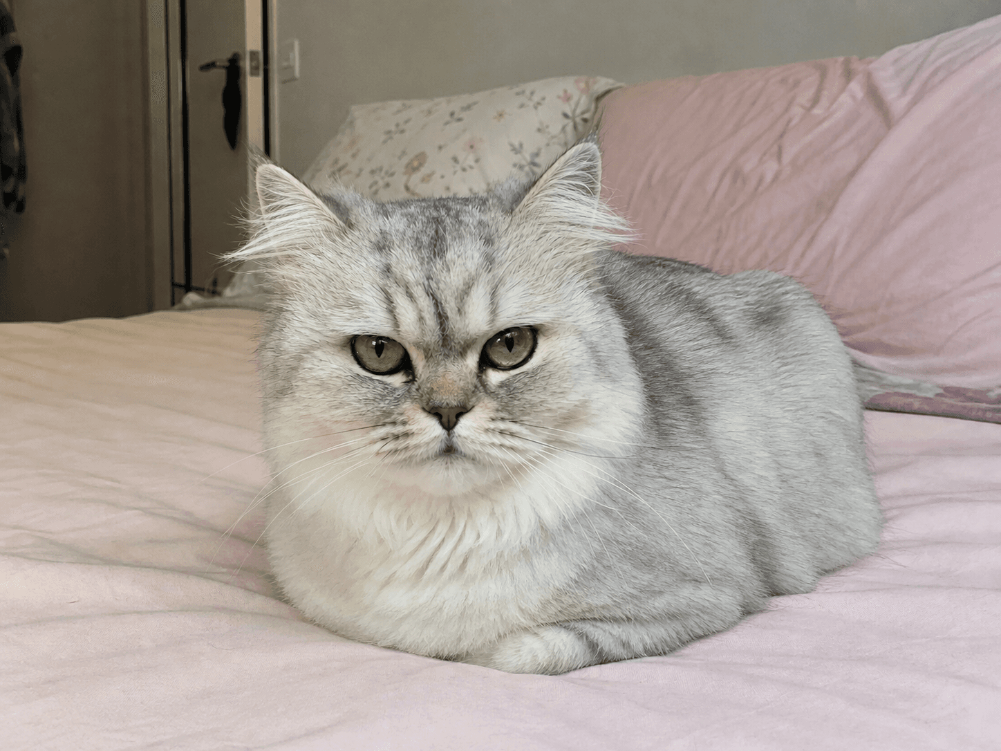 Salju on Manja