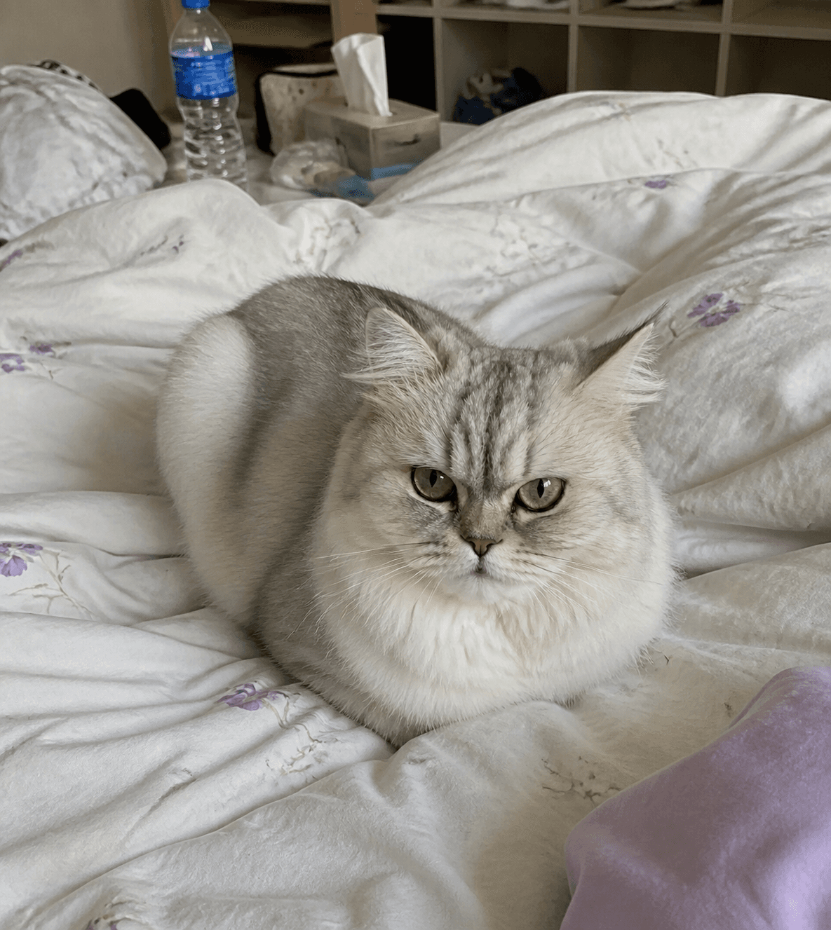 anjir gemes banget liat salju nge-loaf gini di kasur gue. lucu banget sih gak nahan 😭🤍