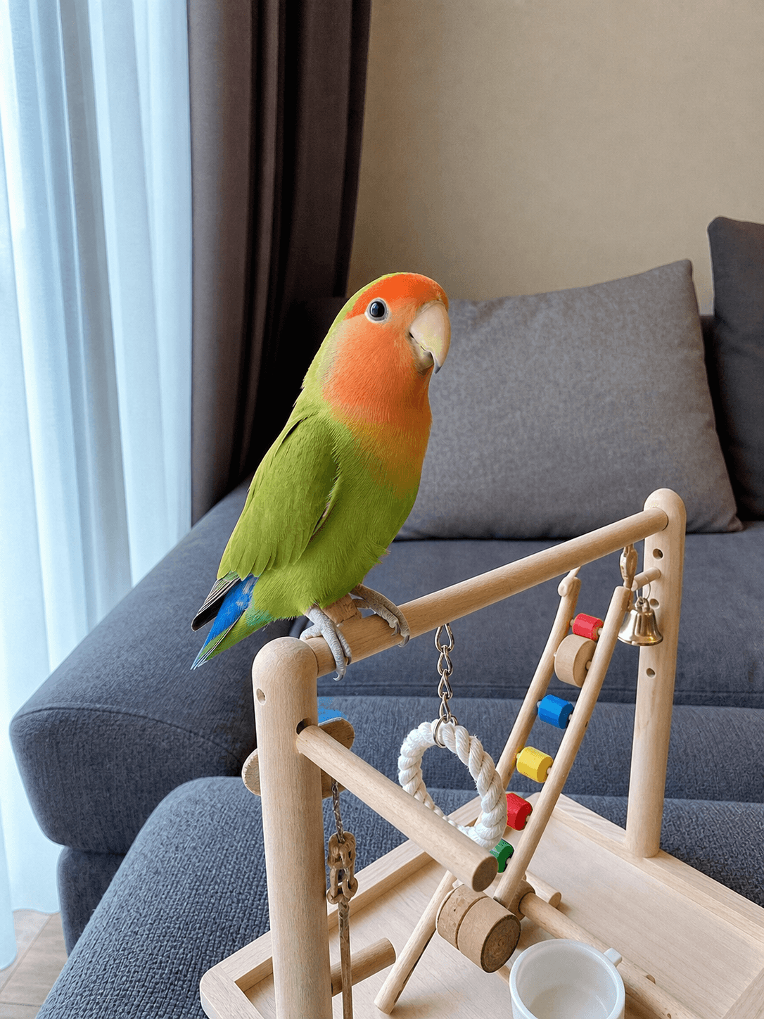 Jeruk on Manja