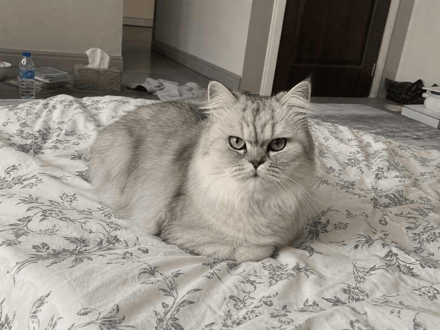 Salju on Manja