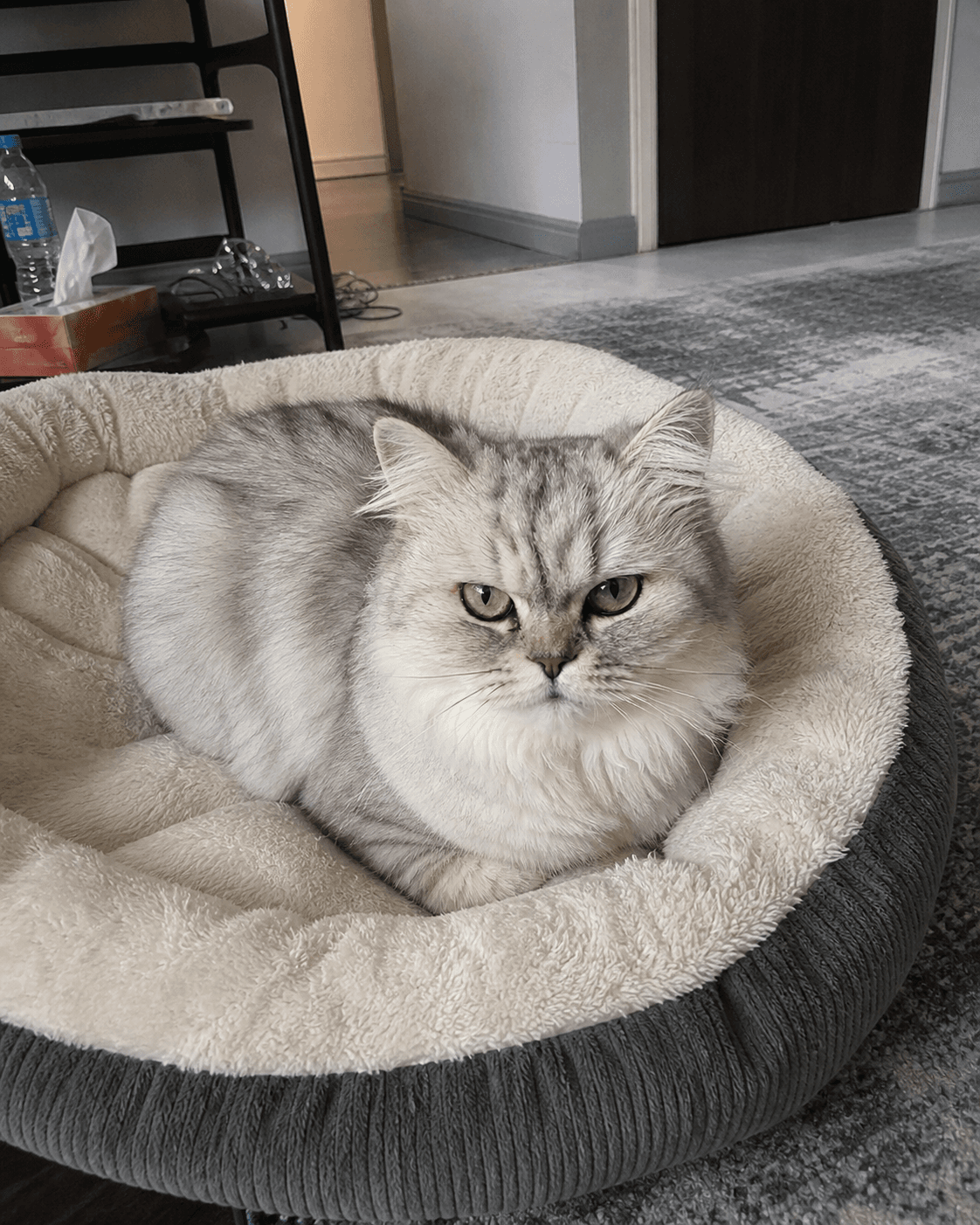 Salju on Manja