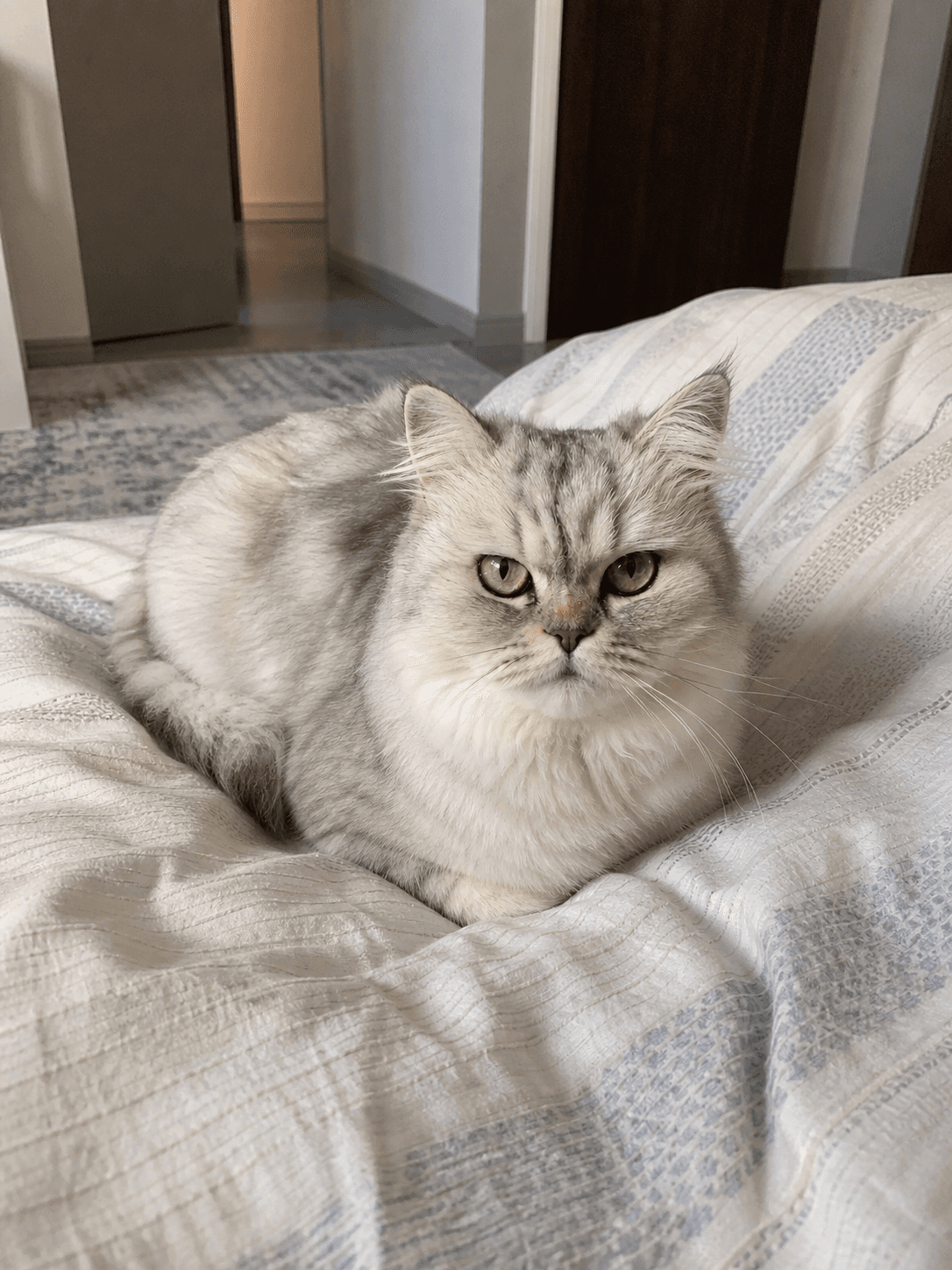 Salju on Manja