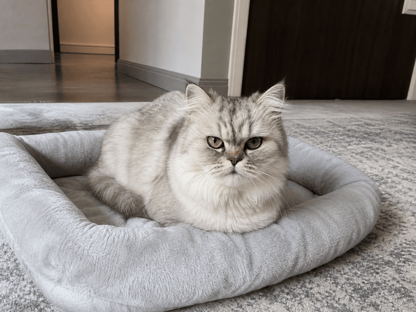 Salju on Manja