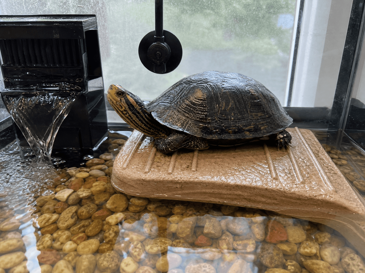 tempo chilling by the filter like it's a spa day, confirm shiok sia 🐢